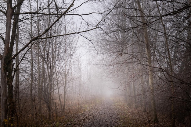 Un épais brouillard planait sur la route forestière