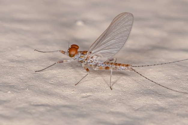 Éphémère mâle adulte de la famille des Leptophlebiidae