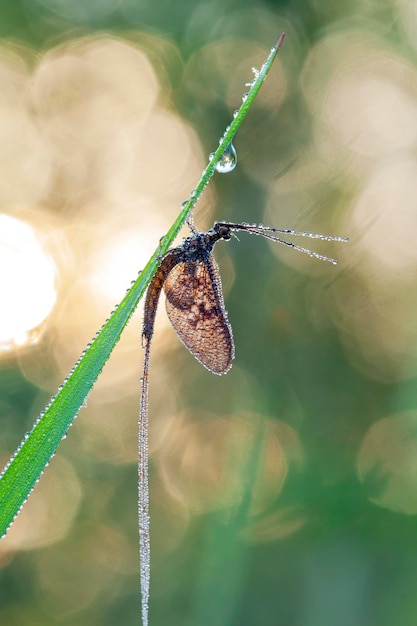 Un éphémère nouvellement apparu (Ephemera vulgata) assis sur une tige d'herbe. Au lever du soleil..