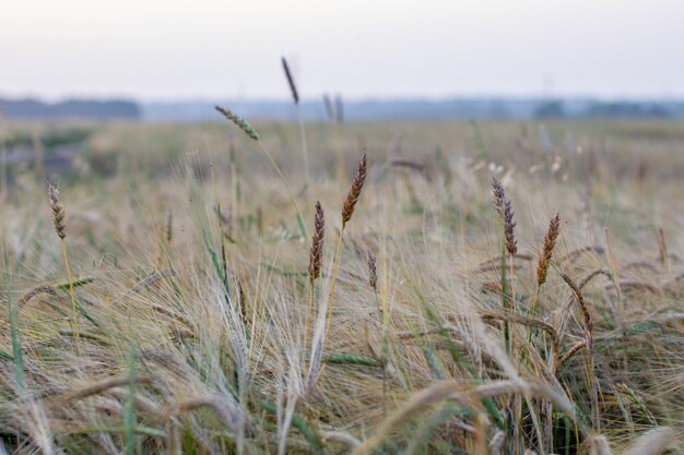 Un épi de blé ou de seigle dans le champ. Un champ de seigle en période de récolte.