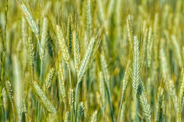 Épi de détail de champ de blé