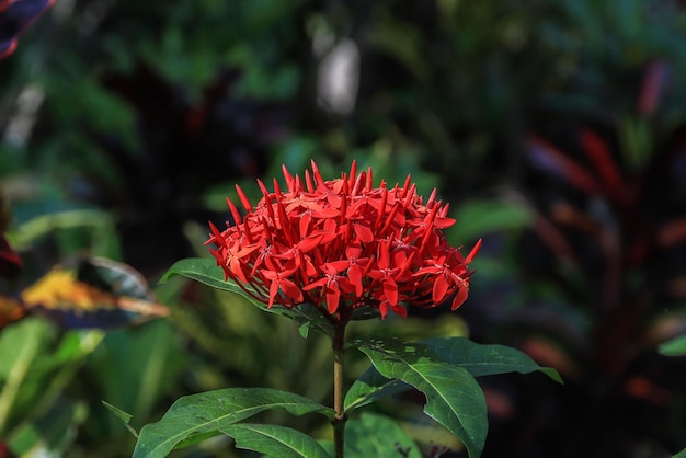 Épi de fleur rouge dans le jardin