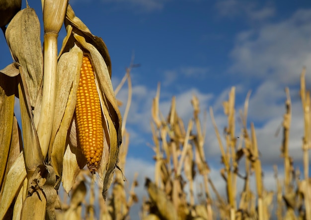 Épi Jaune Mûr Jaune De Maïs Sucré Sur Le Terrain Recueillir La Récolte De Maïs Dans Le Champ Prêt Pour La Récolte