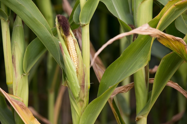 épi de maïs sur un champ en été