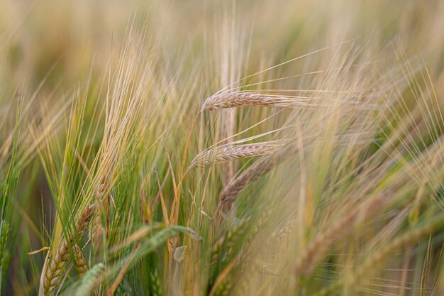 Un épi de seigle ou de blé dans le champ. prairie de seigle se déplaçant sur le vent, gros plan, mise au point sélective.