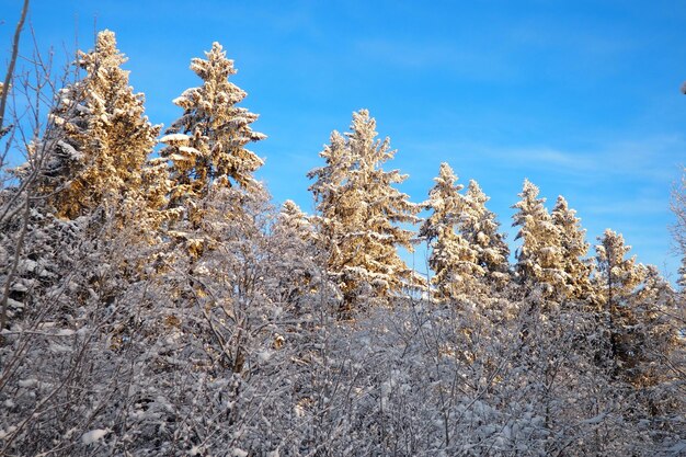 Photo l'épicéa est un arbre à feuilles persistantes conifères de la famille des pins pinaceae.