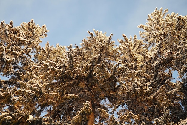 Photo l'épicéa est un arbre à feuilles persistantes conifères de la famille des pins pinaceae.