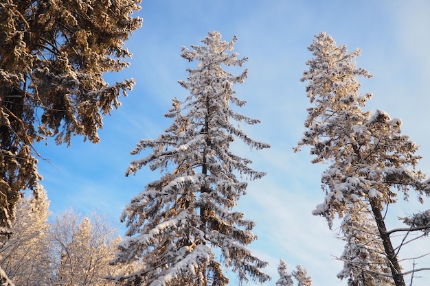 Photo l'épicéa est un arbre à feuilles persistantes conifères de la famille des pins pinaceae.