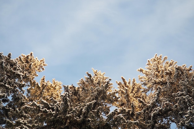 Photo l'épicéa est un arbre à feuilles persistantes conifères de la famille des pins pinaceae.