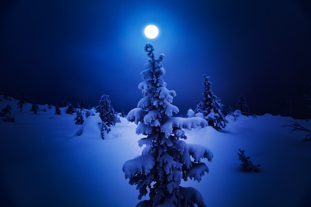 Photo epicéas solitaires sur une colline enneigée.