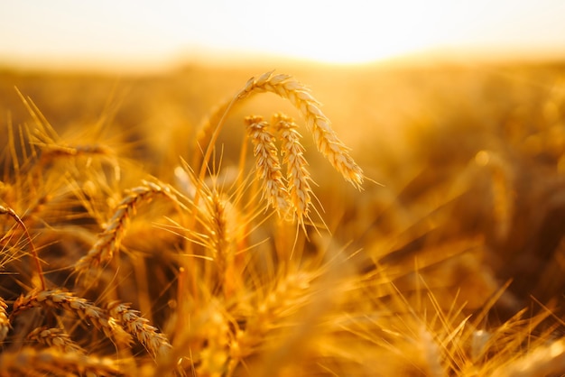 Photo des épices dorées de blé dans le champ au coucher du soleil concept agricole récolte croissance naturelle