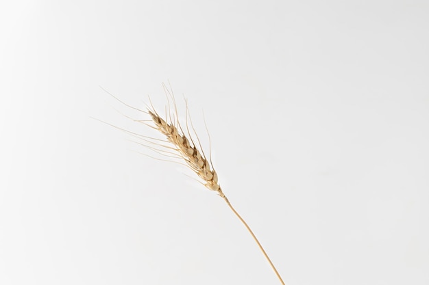 Un épillet sur le blé de seigle blanc Close up