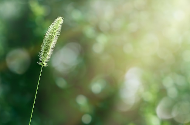 Un épillet vert dans les rayons de lumière