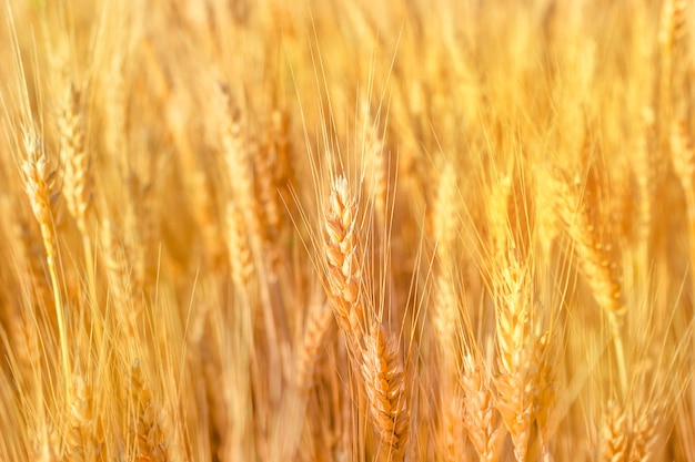 épillets de blé fond jaune naturel