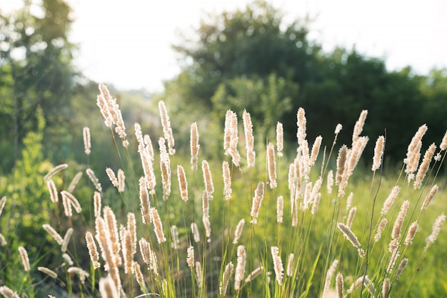 Photo Épillets de champ au soleil