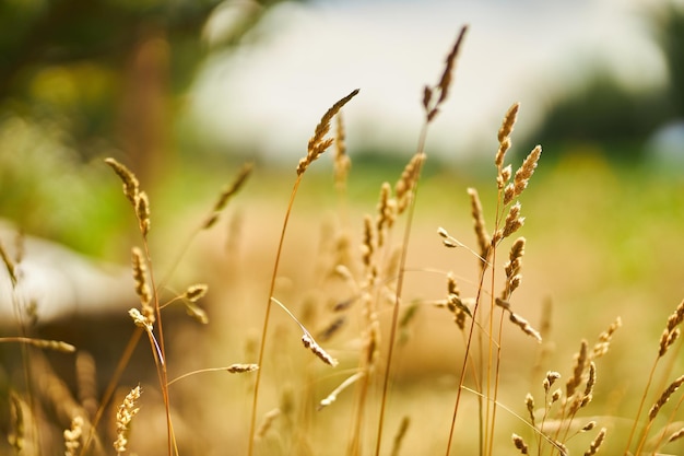 épillets d'herbe sèche en gros plan