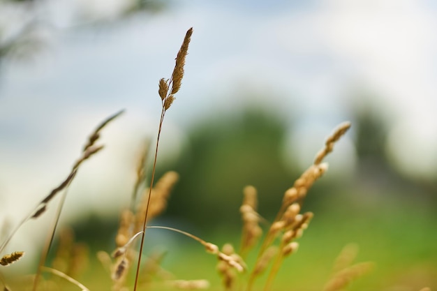 épillets d'herbe sèche en gros plan