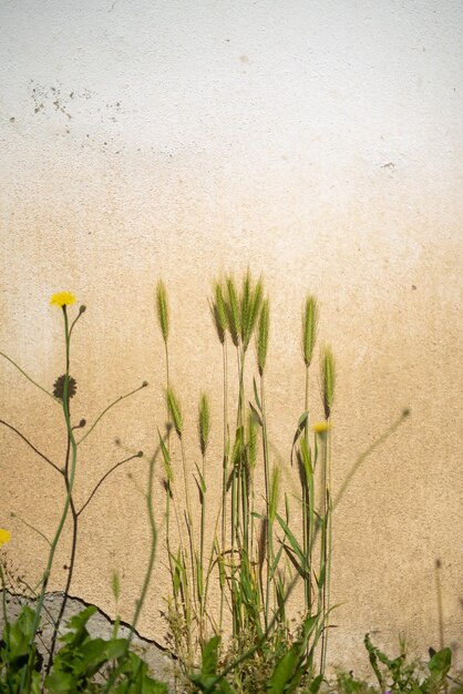 épillets et mauvaises herbes sur le fond du mur