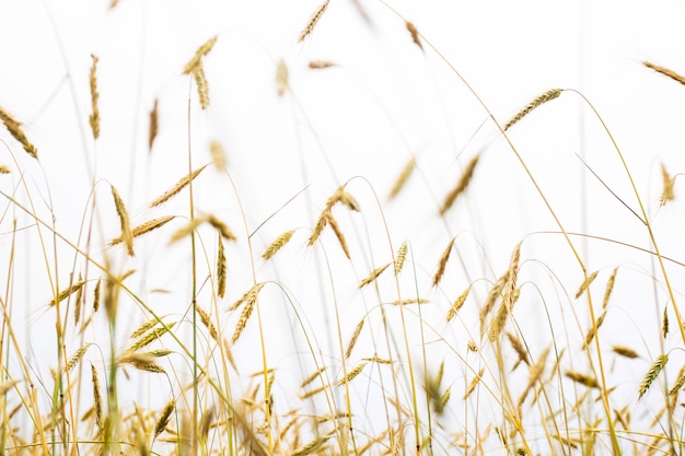 Photo Épillets d'or de blé dans un champ sur un fond de ciel blanc