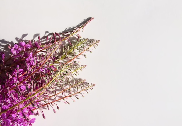 L'épilobe à fleurs ou Chamaenerion angustifolium plante Rosebay Willowherbs Purple fleurs médicales