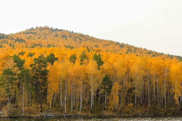 Des épinards jaunes sur un flanc de montagne près du lac Turgoyak Autumn d'or dans la ville de Miass