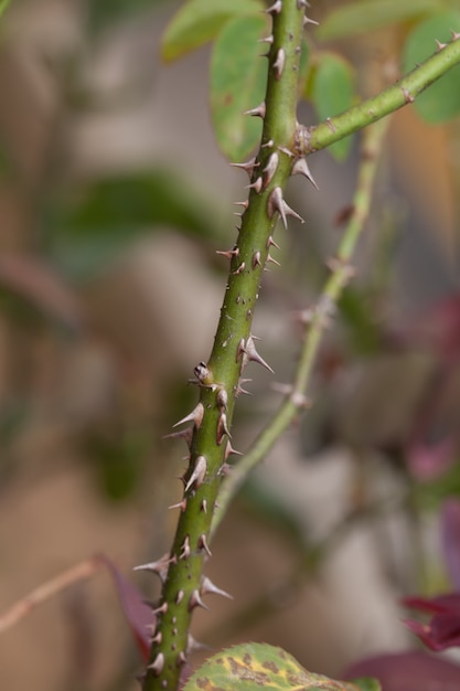 Epine de rose dans un jardin