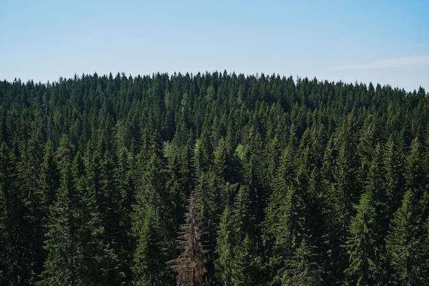 Une épinette morte sèche au milieu d'une jeune forêt fraîche verte et dense Nature de la Carélie Russie