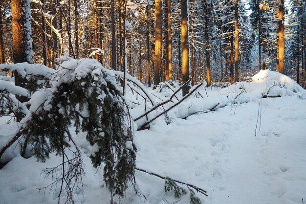 L'épinette Picea est un arbre à feuilles persistantes de la famille des pins Pinaceae Arbres à feuilles persistantes L'épinette commune ou l'épinette de Norvège Picea abies est répandue dans le nord de l'Europe Forêt de conifères enneigée en hiver