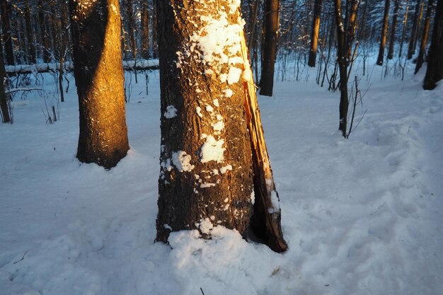 L'épinette Picea est un arbre à feuilles persistantes de la famille des pins Pinaceae Arbres à feuilles persistantes L'épinette commune ou l'épinette de Norvège Picea abies est répandue dans le nord de l'Europe Forêt de conifères enneigée en hiver