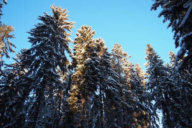 L'épinette Picea est un arbre à feuilles persistantes de la famille des pins Pinaceae Arbres à feuilles persistantes L'épinette commune ou l'épinette de Norvège Picea abies est répandue dans le nord de l'Europe Forêt de conifères enneigée en hiver