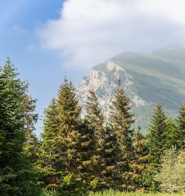 Photo des épinettes parfaitement élancées sur fond de falaises abruptes du monte baldo