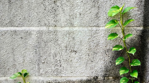 Epipremnum aureum connu sous le nom de lierre du diable peut ramper sur le mur et sur le sol