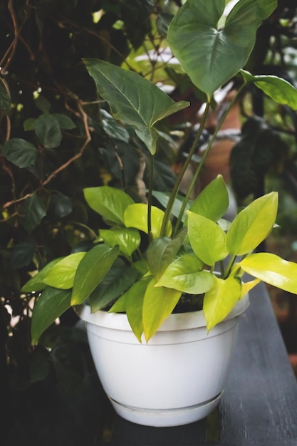 Epipremnum aureum dans un pot de fleurs blanc