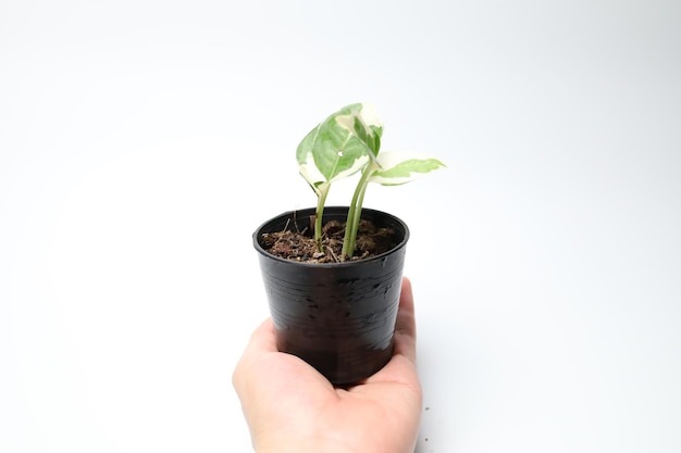 Epipremnum aureum sur fond blanc