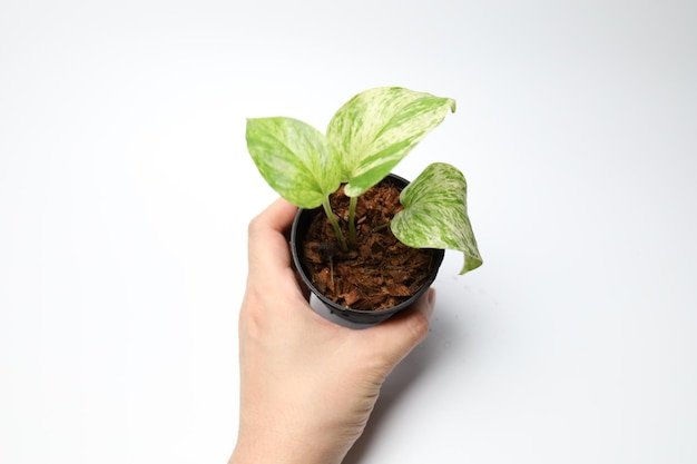 Epipremnum aureum sur fond blanc