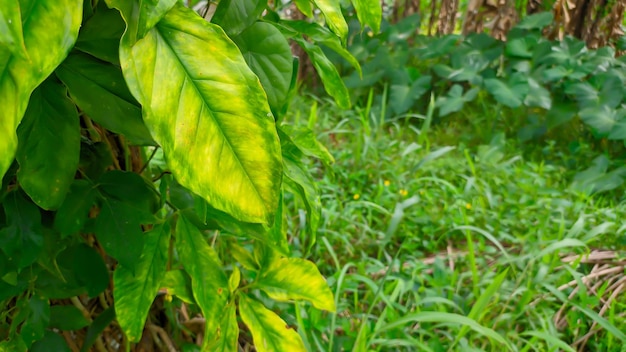 Epipremnum est un genre de plantes de la famille des Araceae