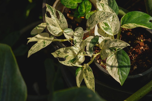 Epipremnum Pinnatum Marble Plantes d'intérieur panachées