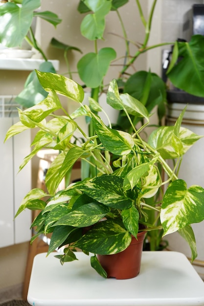 Epipremnum plante d'intérieur grimpante à feuilles caduques dorées dans un pot