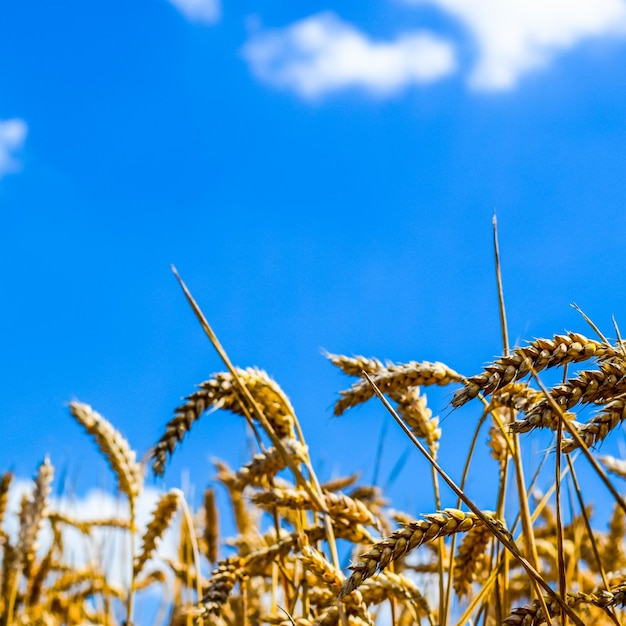 Photo des épis de blé contre le ciel