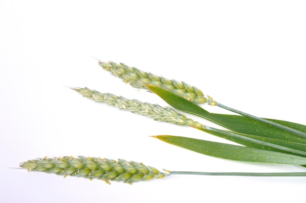 Épis de blé en fleurs sur fond blanc