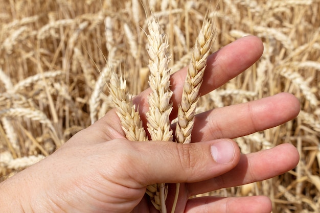 Épis De Blé En Grains à La Main Se Bouchent Sur Fond De Champ, L'agriculture Agriculture économie Concept Agronomie