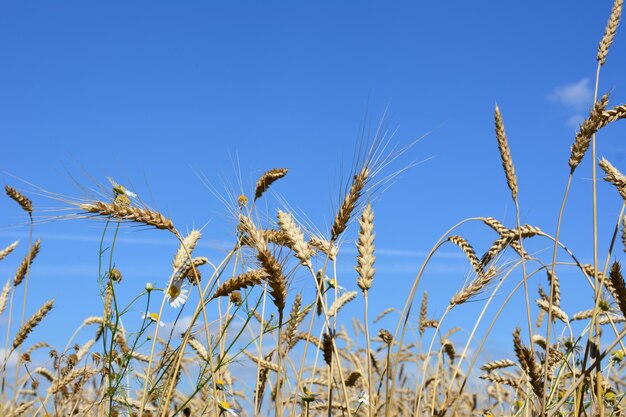 épis de blé isolés sur fond de ciel bleu, gros plan