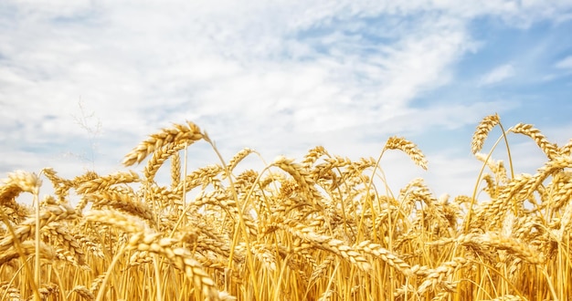 Photo des épis de blé mûrs dans le champ de la ferme contre un ciel nuageux bleu focalisation sélective concept de récolte