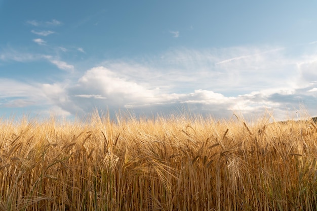 Les épis de blé mûrs sont de couleur dorée épis mûrs d'orge dorée matières premières pour la production