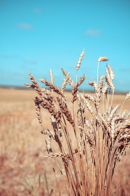 Épis de blé sur le terrain