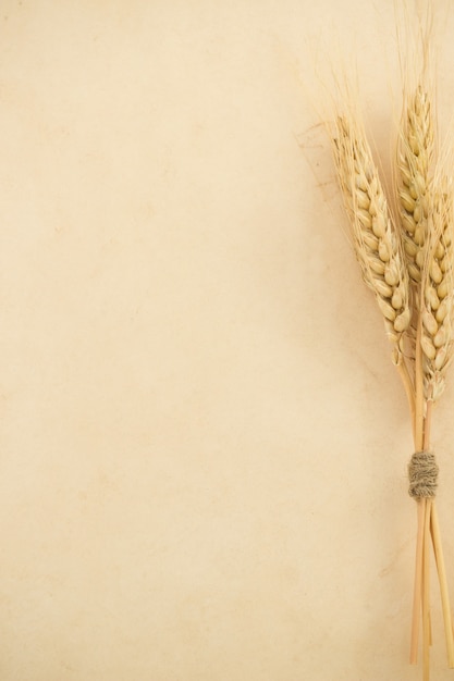 Photo Épis de blé et texture de parchemin