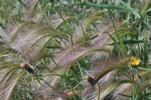 Les épis de céréales de maïs