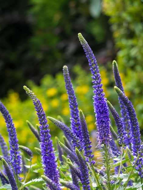 Photo les épis de floraison de veronica spicata ulster dwarf blue flower