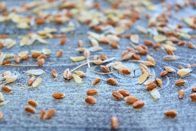 Photo Épis avec graines de blé et récolte de grains de seigle