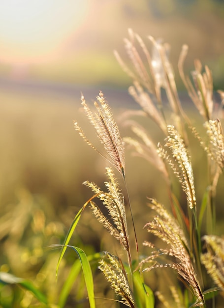 Des épis d'herbe au soleil brillant sur un fond naturel flou